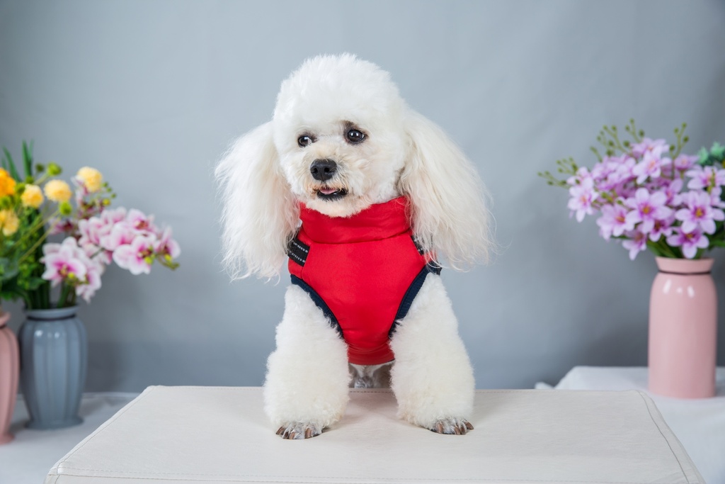 Pets.Love.Earth Jacket With Harness Red
