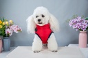 Pets.Love.Earth Jacket With Harness Red