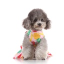 Pets.Love.Earth Fruit Cocktail Dress With Red Bow