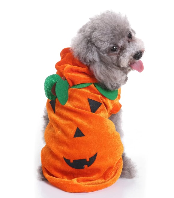 Pets.Love.Earth Pumpkin costume
