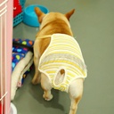 Pets.Love.Earth Physiological Pants Dog Nappies Yellow