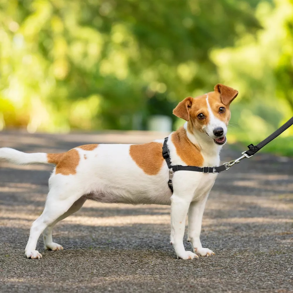 PetSafe Easy Walk Adjustable Dog Harness Small Black