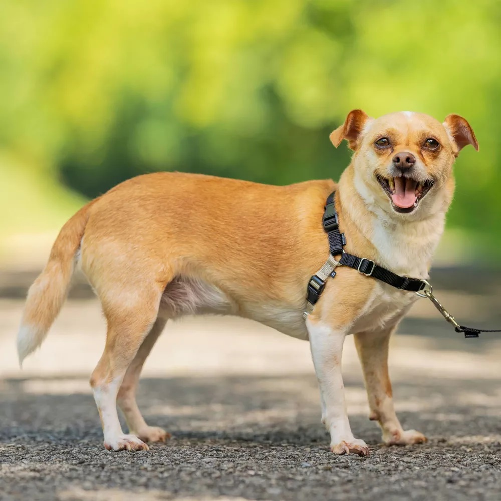PetSafe Easy Walk Adjustable Dog Harness Small Black