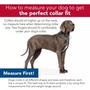 SafariPet K9 Explorer Collar 12-18&quot; Raspberry