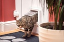 Sureflap Microchip Cat Flap 4inch hight and 5.5/8 inch width