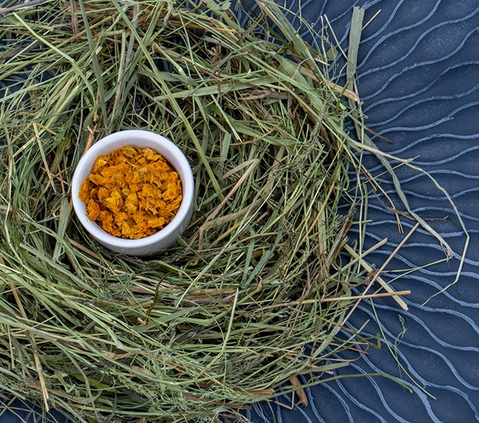 Bunny My Favorite Organic Sea Buckthorn For Dwarf Rabbits and Rodents 100g