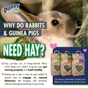 Bunny My Favorite Organic Sea Buckthorn For Dwarf Rabbits and Rodents 100g