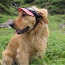 UV Sunglass For Cats and Dogs