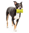 Nylabone Tennis Bear Dog Toy