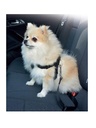Pawise Safety Belt