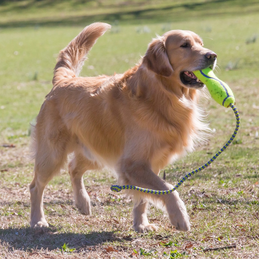 Kong Air Dog Fetch Stick