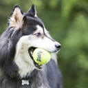 Kong Air Dog Sqeaker Toy Ball