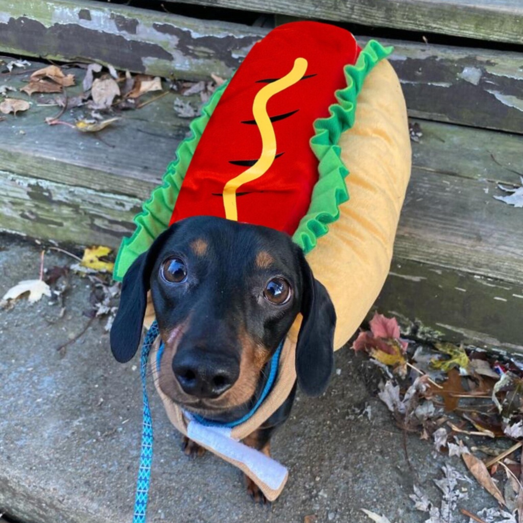 Pets.Love.Earth Bread Hot Dog Transformation