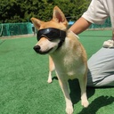 Foldable Pet Dog Protection Goggles Black