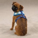 Casual Canine Cotton/polyester Mod Print Fabric Dog Harness, X-small, Blue