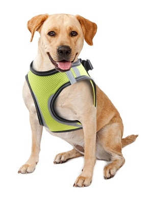 Pawise Doggy Safety Harness